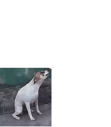 Dog gif
